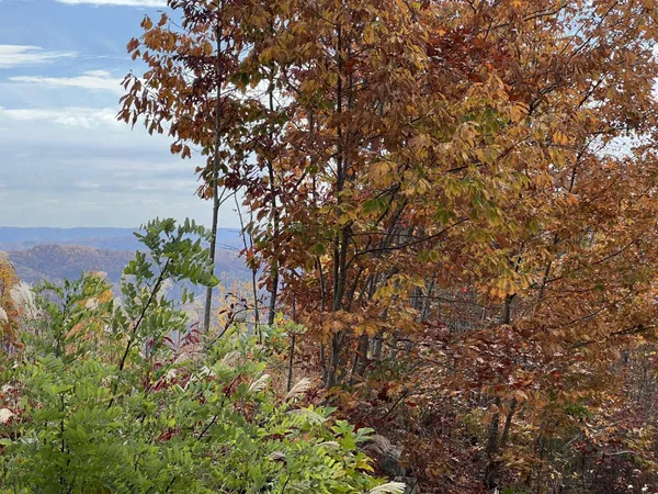 $42,000 | Tbd Paradise Drive, Duffield, VA 24244