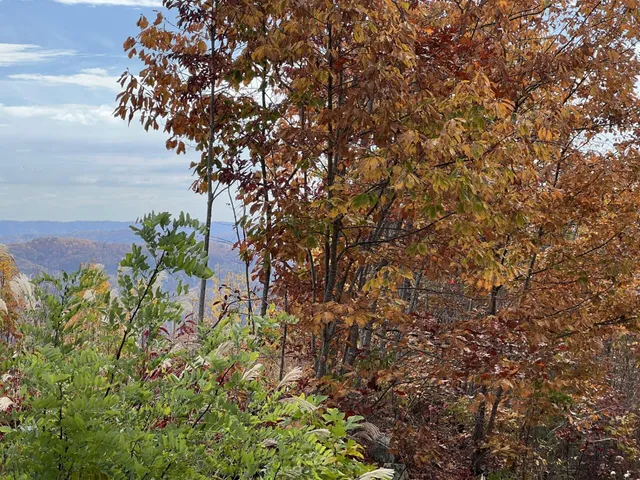 $42,000 | Tbd Paradise Drive, Duffield, VA 24244