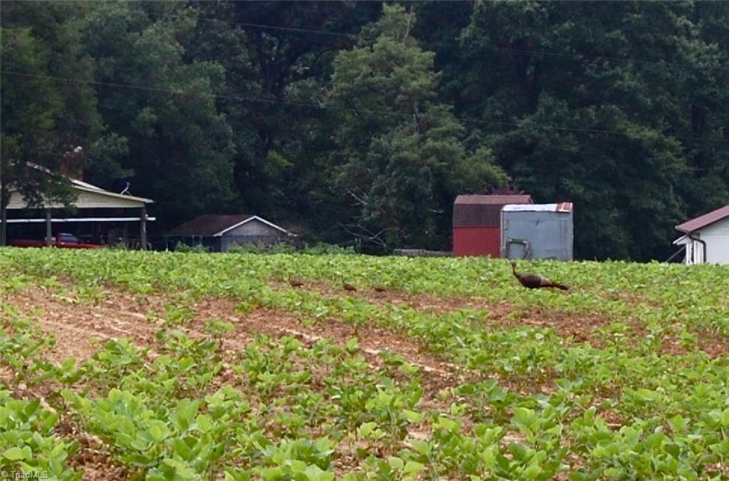 1000 Miller Road Walnut Cove, NC 27052 - Photo 9 of 15 Gallery Image 9