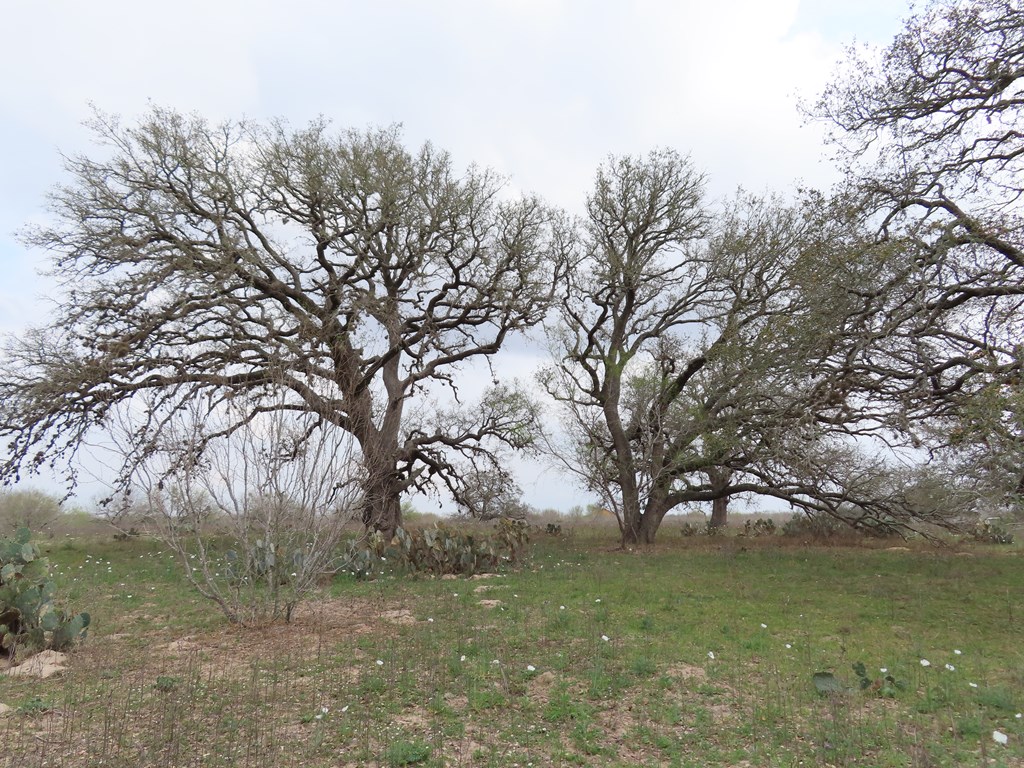 678 Tank Hollow Poteet, TX 78065 - Photo 19 of 24 Stock tank/front pasture