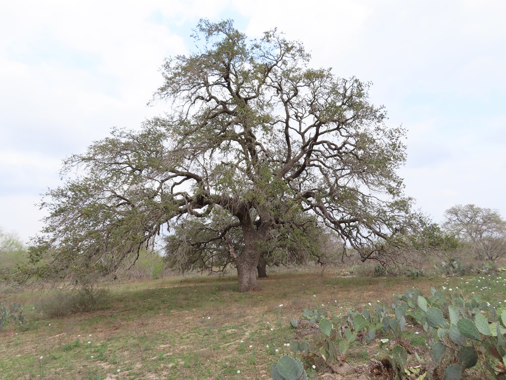 678 Tank Hollow Poteet, TX 78065 - Photo 20 of 24 Stock tank/front pasture