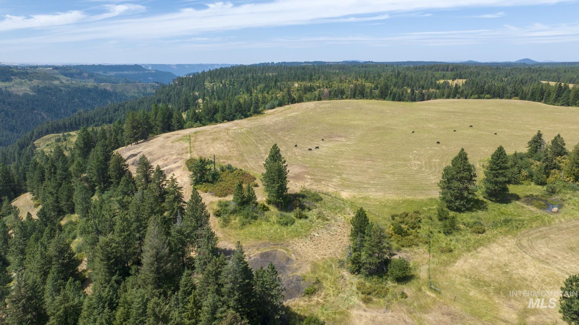1605 Jasmine Lane Weippe, ID 83553 - Photo 6 of 11