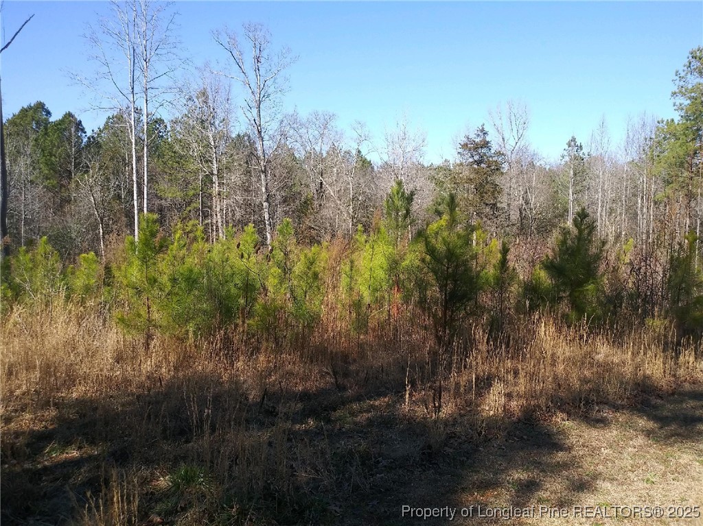 Tbd Hemp Street Robbins, NC 27325 - Photo 2 of 5 a view of a yard of a house