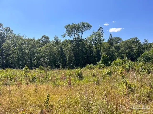 a view of a bunch of trees and bushes