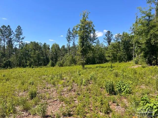 a view of a yard with a tree