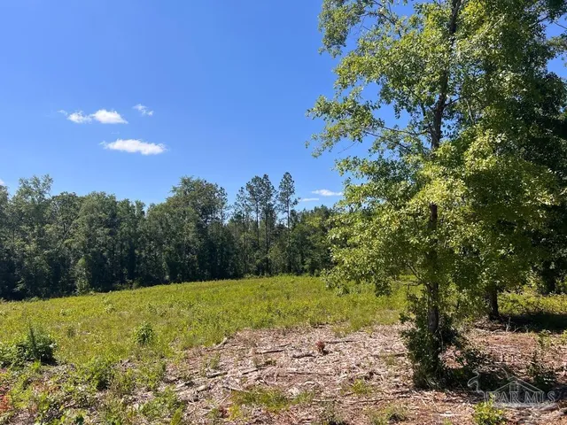 a view of a yard with a tree