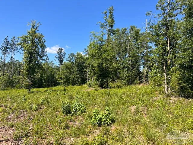 a view of a large yard with lots of green space