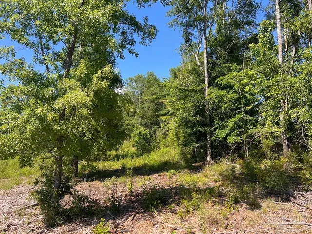 a view of a garden with plants and large trees