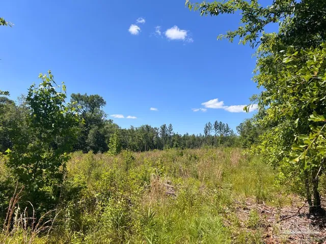 a view of a yard with a tree in the background