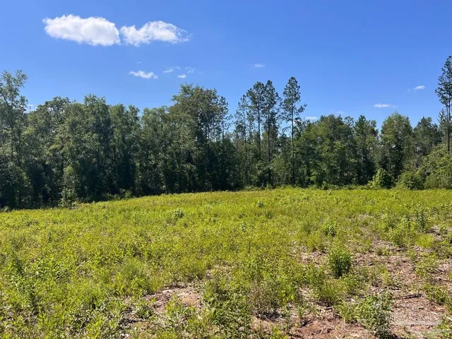 a view of a yard with an trees