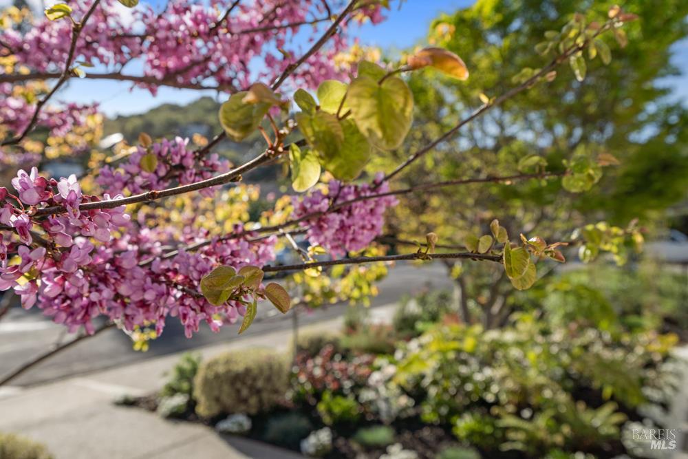 42 Billou Street San Rafael, CA 94901 - Photo 52 of 60