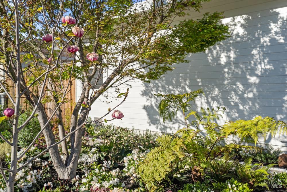 42 Billou Street San Rafael, CA 94901 - Photo 53 of 60