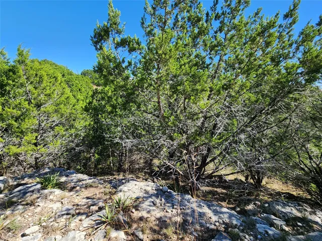 a view of a garden with a tree