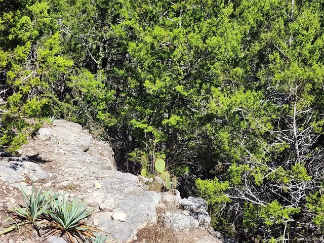a view of a plants in a garden