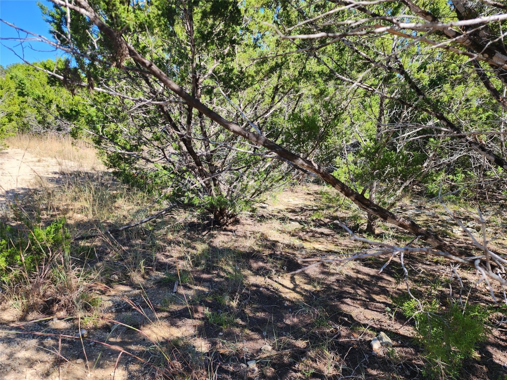 Lot 74 Bluff View Road Kempner, TX 76539 - Photo 22 of 37 a view of a tree