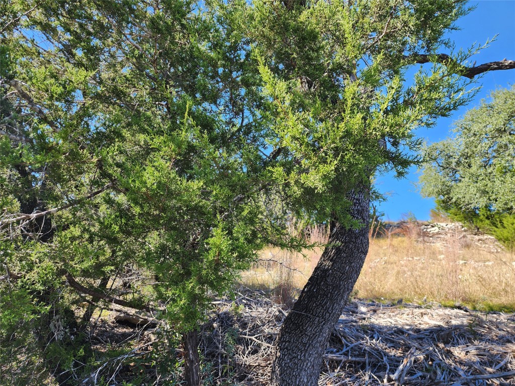 Lot 74 Bluff View Road Kempner, TX 76539 - Photo 23 of 37 a view of a yard with plants and trees