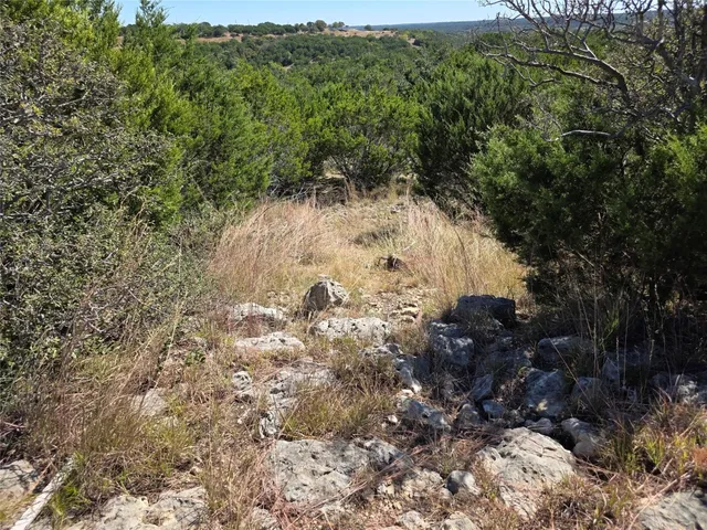 a view of a yard with plants and tree