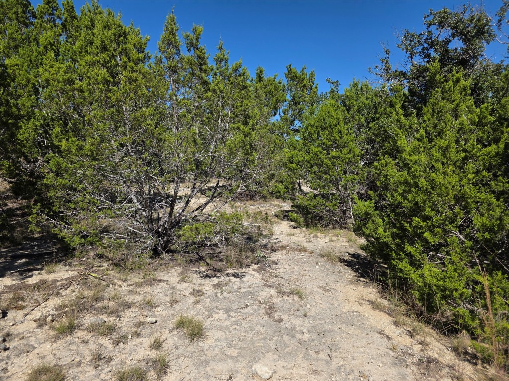 Lot 74 Bluff View Road Kempner, TX 76539 - Photo 7 of 37 a view of a yard with a tree