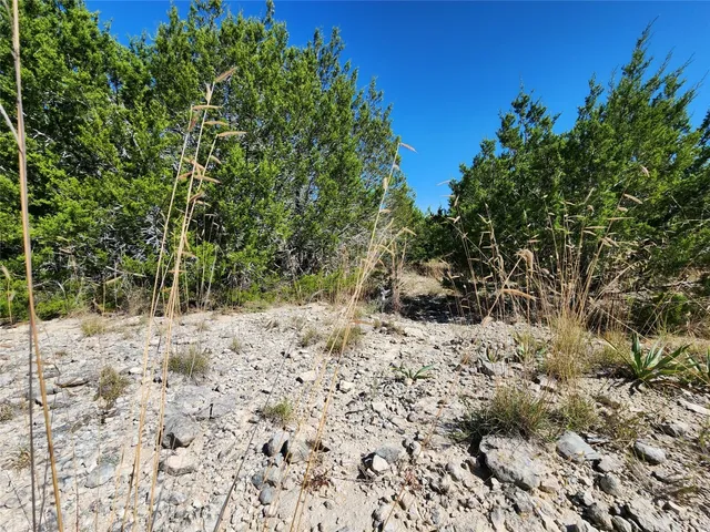 a view of a forest with a tree