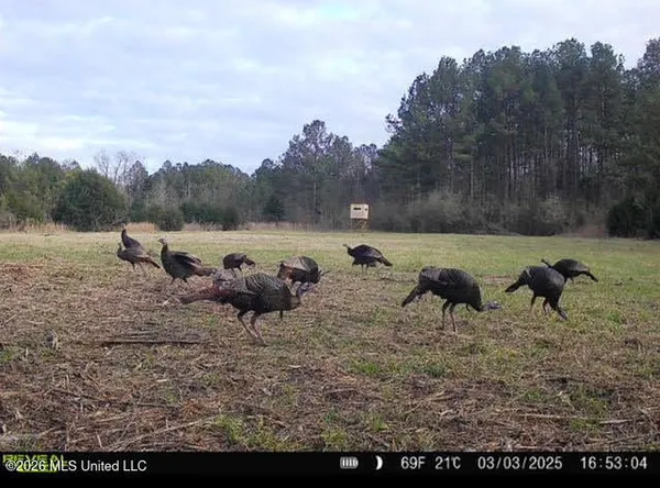 $135,000 | 5 Forest Service Road 562, Pulaski, MS 39152