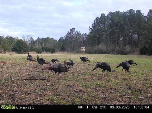 5 Forest Service Road 562 Pulaski, MS 39152 - Photo 13 of 19 258