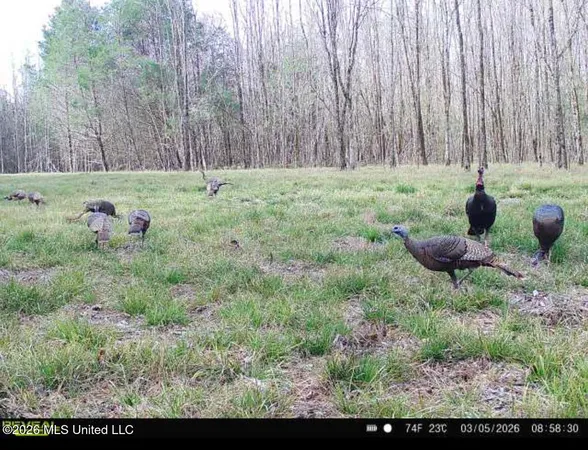 $135,000 | 5 Forest Service Road 562, Pulaski, MS 39152