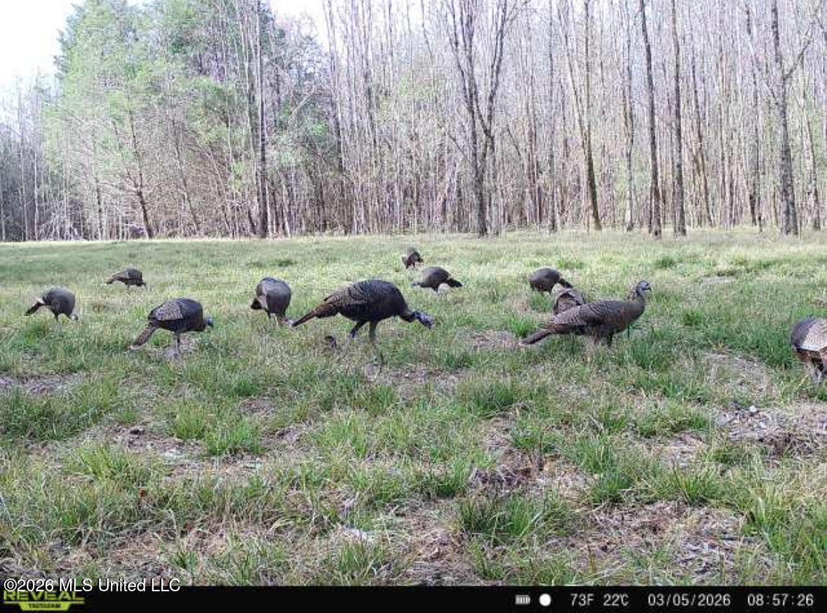 5 Forest Service Road 562 Pulaski, MS 39152 - Photo 18 of 19 513