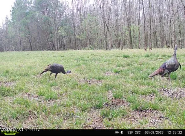 $135,000 | 5 Forest Service Road 562, Pulaski, MS 39152