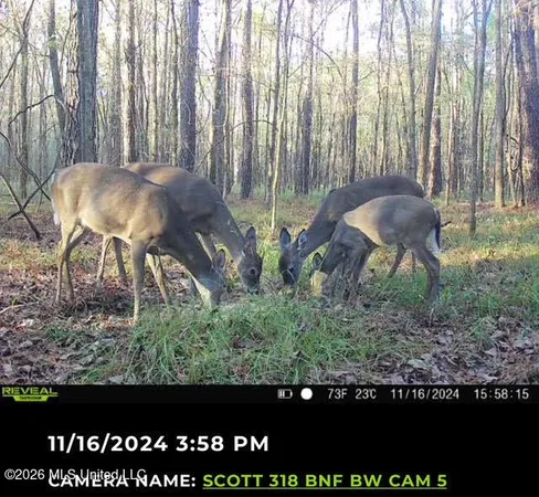 $135,000 | 5 Forest Service Road 562, Pulaski, MS 39152
