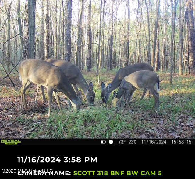 5 Forest Service Road 562 Pulaski, MS 39152 - Photo 2 of 19 83