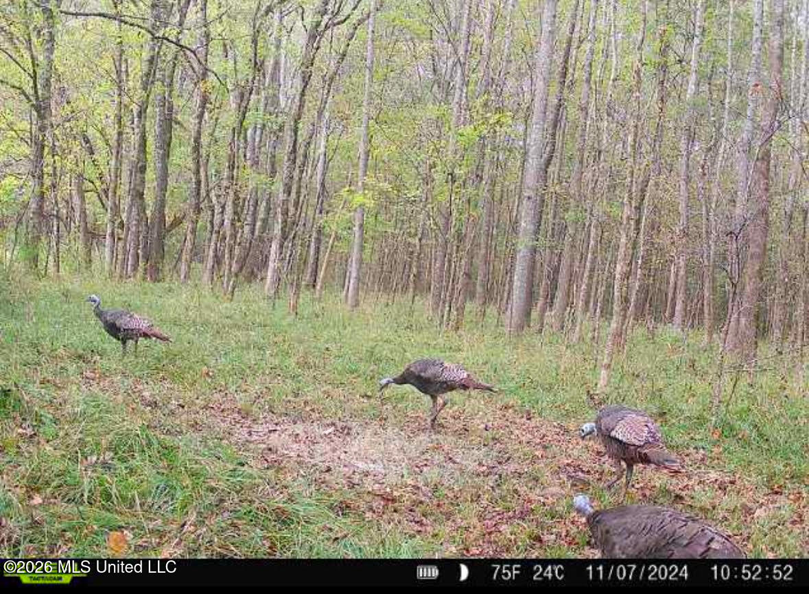5 Forest Service Road 562 Pulaski, MS 39152 - Photo 4 of 19 91