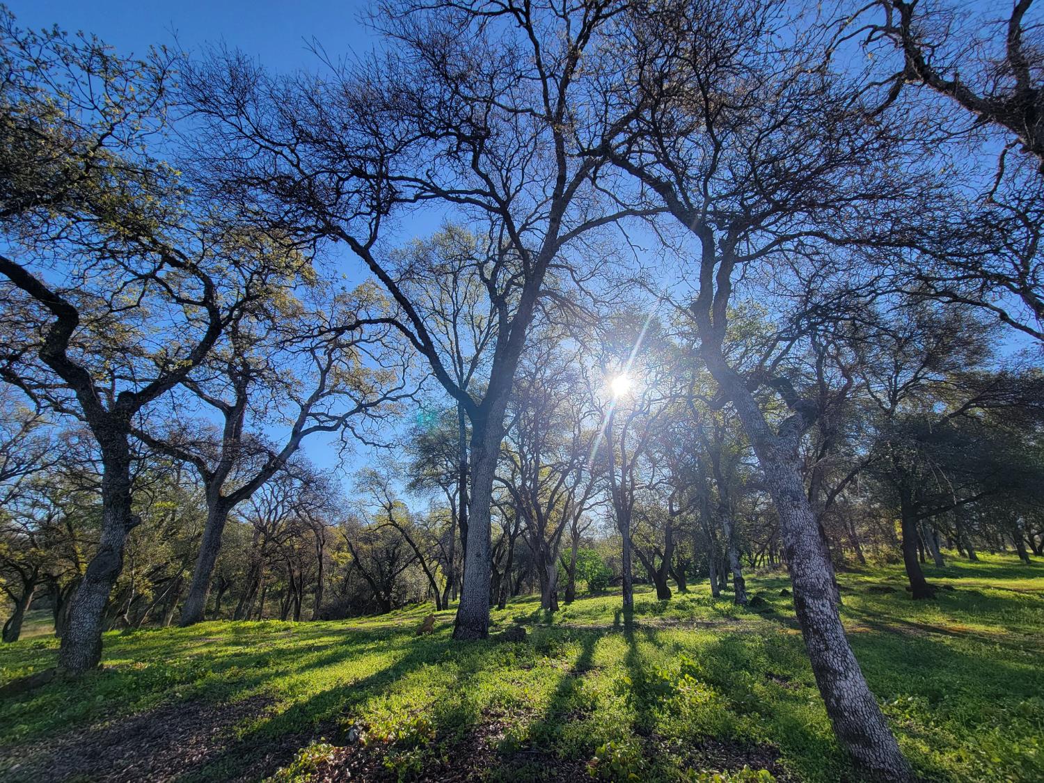 19838 Perimeter Road Grass Valley, CA 95949 - Photo 2 of 30 a view of a park