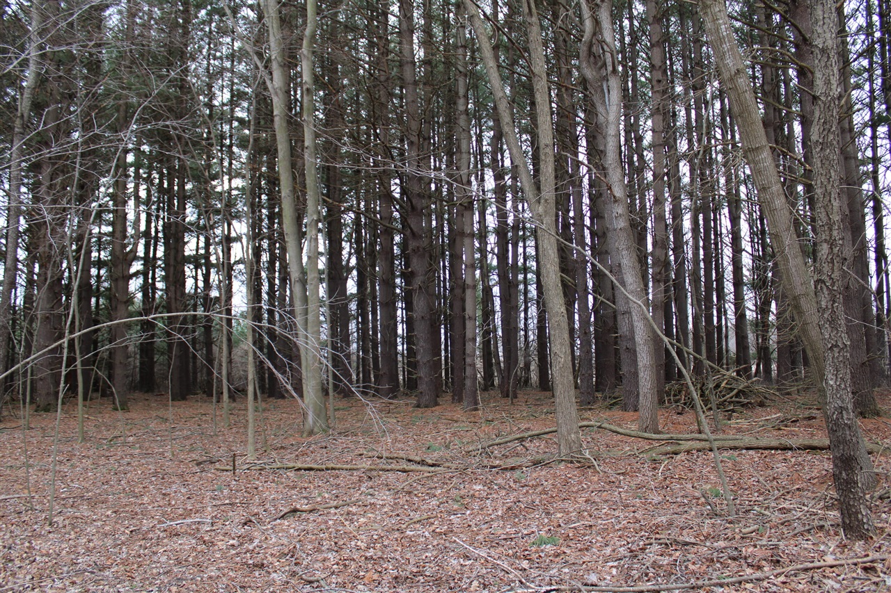 16202 West Burt Road Chesaning, MI 48616 - Photo 27 of 34 Gallery Image 27