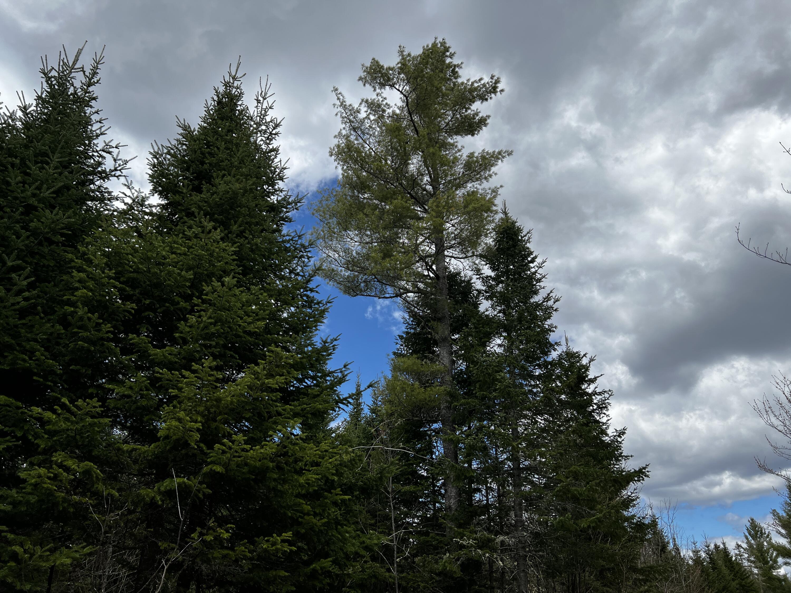 Lot 2-18 Shin Pond Rd Mount Mount Chase, ME 04765 - Photo 12 of 59