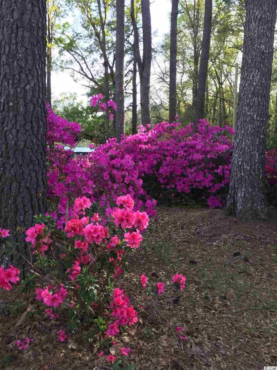 6348 Old Bucksville Road Conway, SC 29527 - Photo 29 of 30 Gallery Image 29