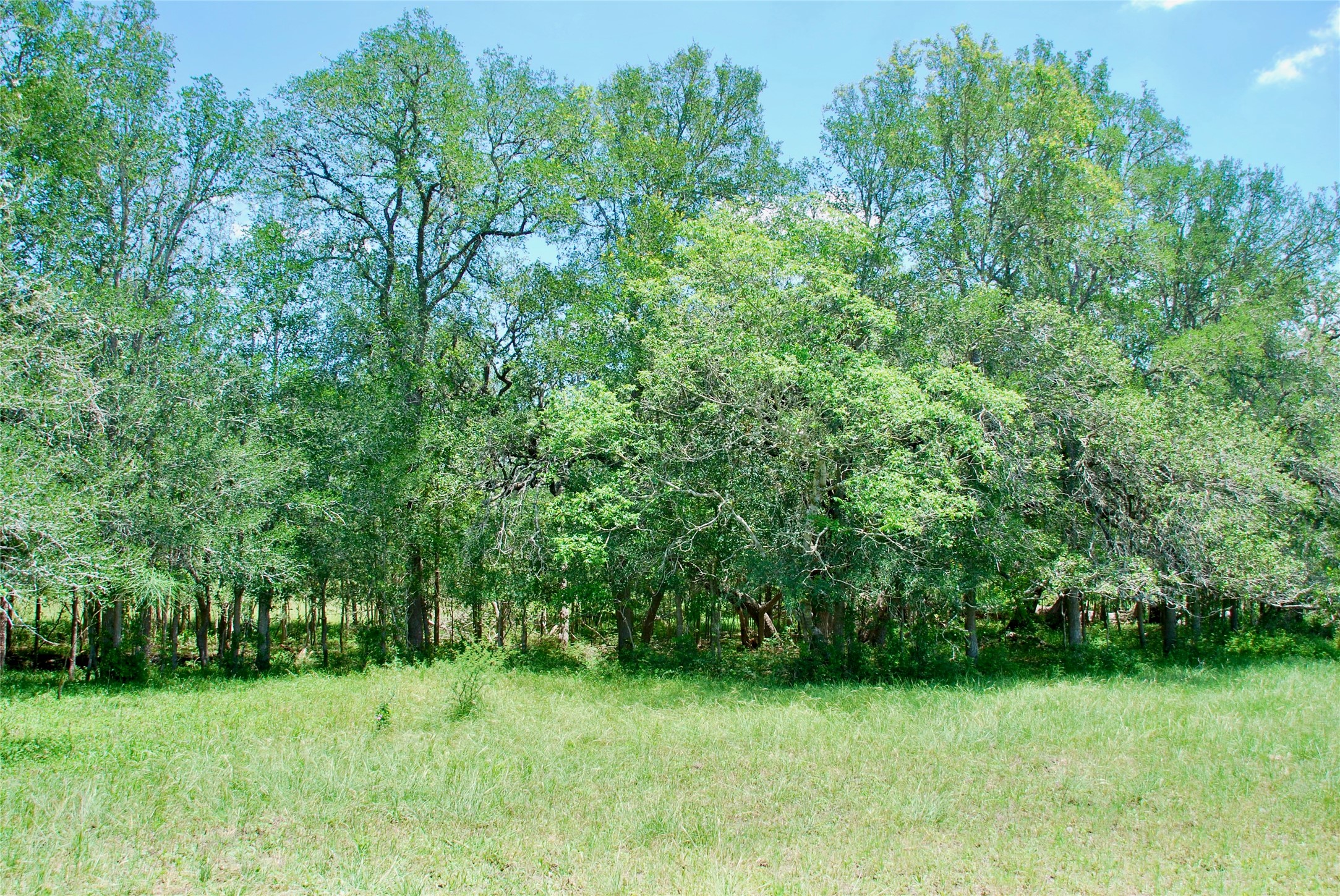 2116 Langdon Road Weimar, TX 78962 - Photo 21 of 43 a view of a green yard