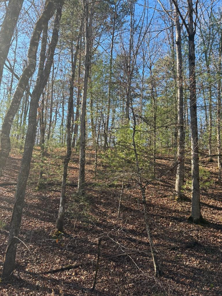 1.03 Deep Frst Road Murphy, NC 28906 - Photo 17 of 28
