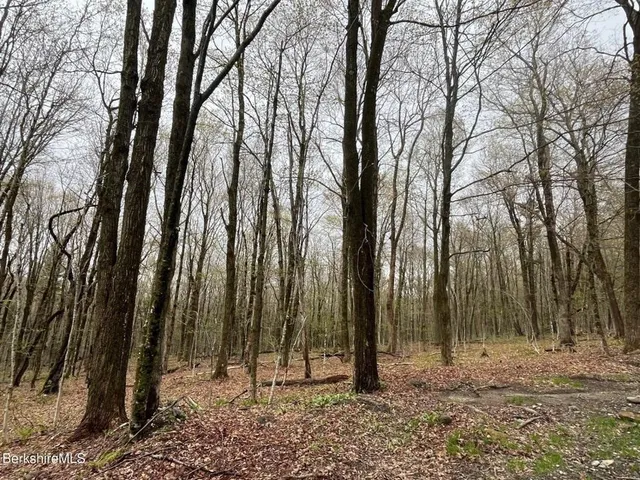 a view of a backyard with trees