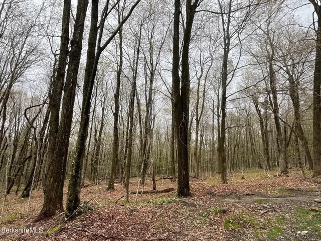 a view of a backyard with trees
