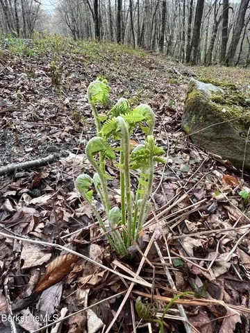 a picture of flowers