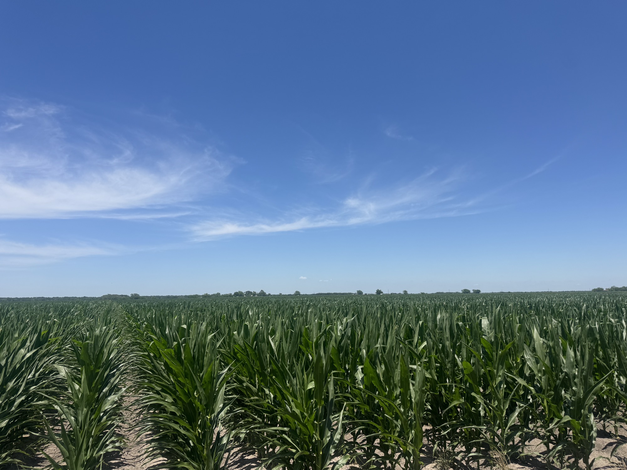 335 Rd Louise Tx 77455 Road El Campo, TX 77437 - Photo 4 of 19