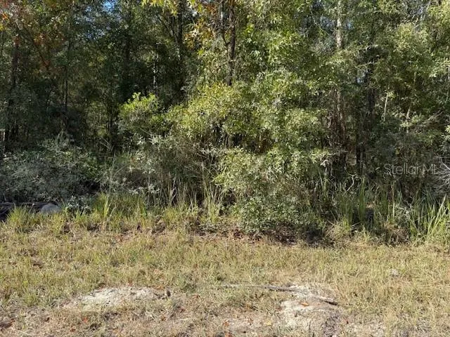 a view of a yard with large trees