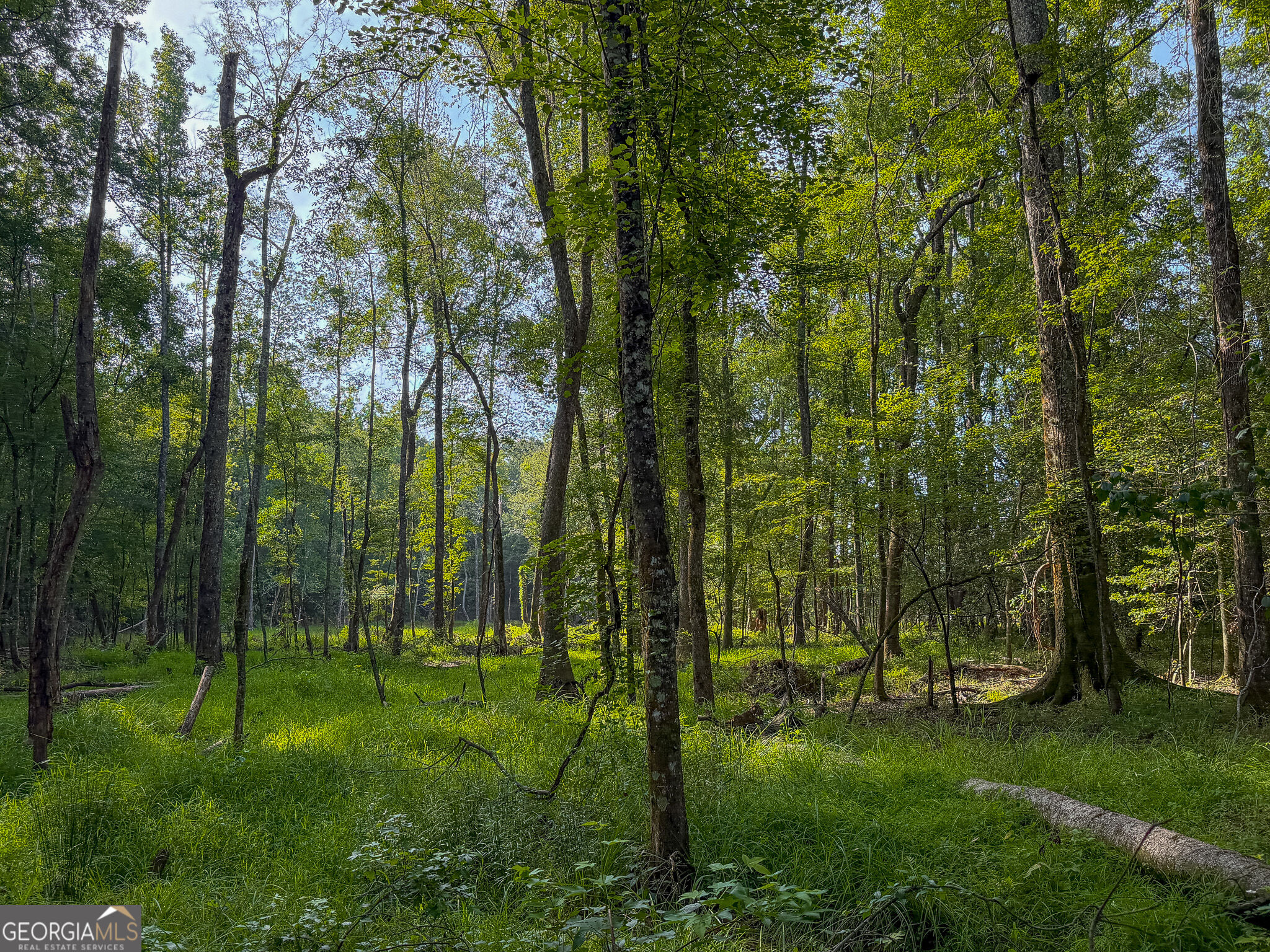 1709 Poplar Ridge Road Ellaville, GA 31806 - Photo 57 of 66 Gallery Image 57