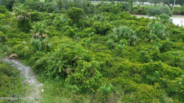 a view of a lush green forest with lawn chairs and plants