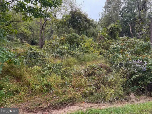 a view of a dry yard with large trees