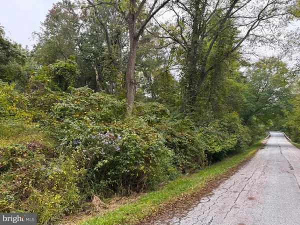 a view of a forest with trees in the background