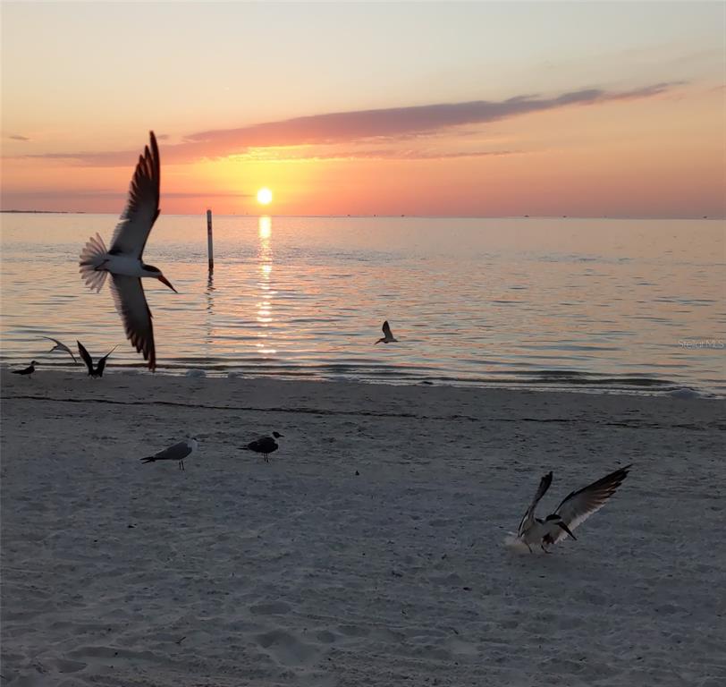 5529 White Marlin Court New Port Richey, FL 34652 - Photo 63 of 63 a view of a ocean