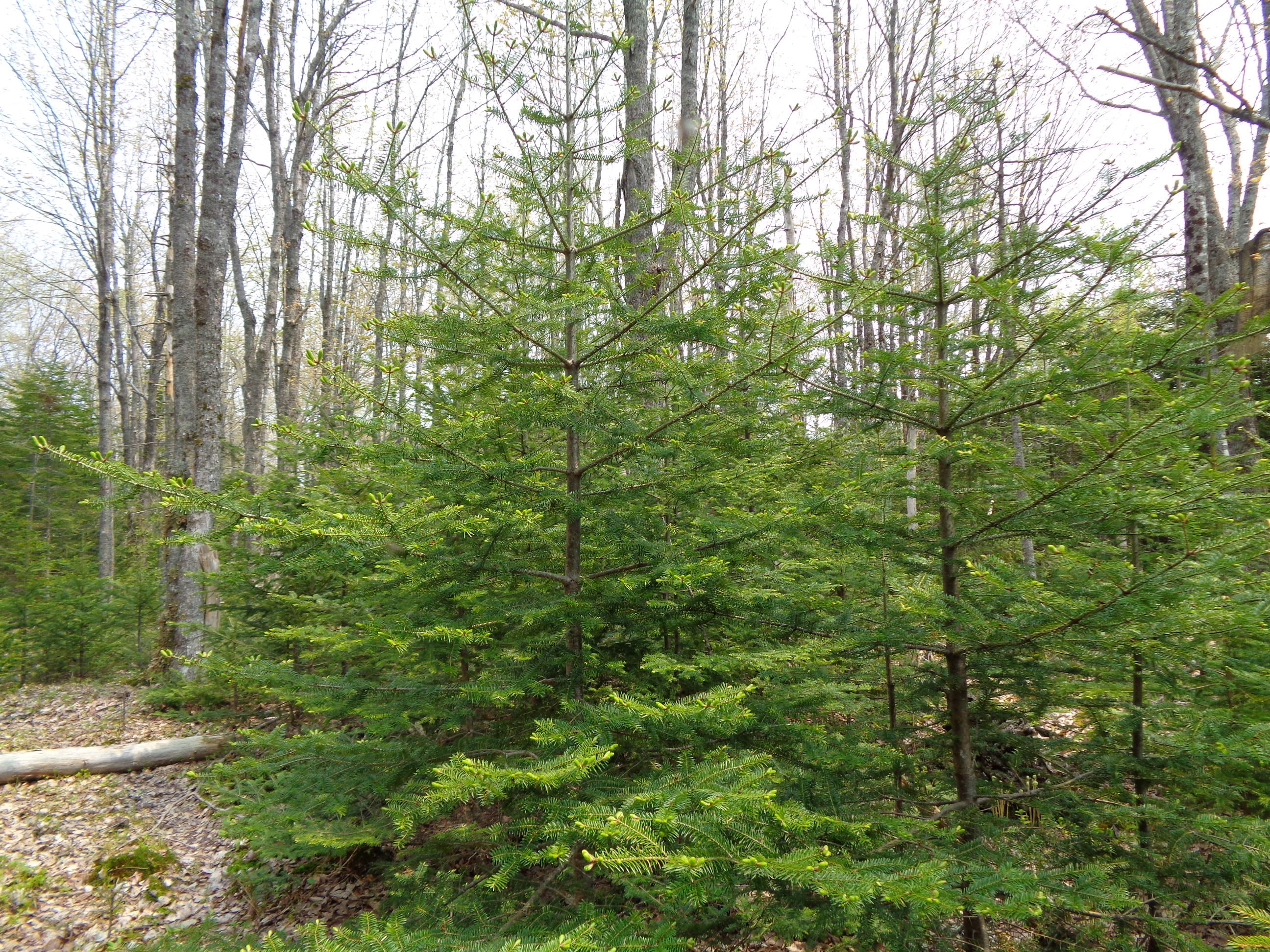 Lot 14-5 Pineo Point Road Harrington, ME 04643 - Photo 16 of 34 DSC03081