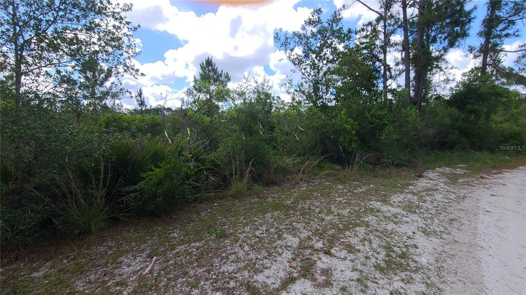 2575 North Bear Run Frostproof, FL 33843 - Photo 6 of 27 a view of a forest with trees in the background