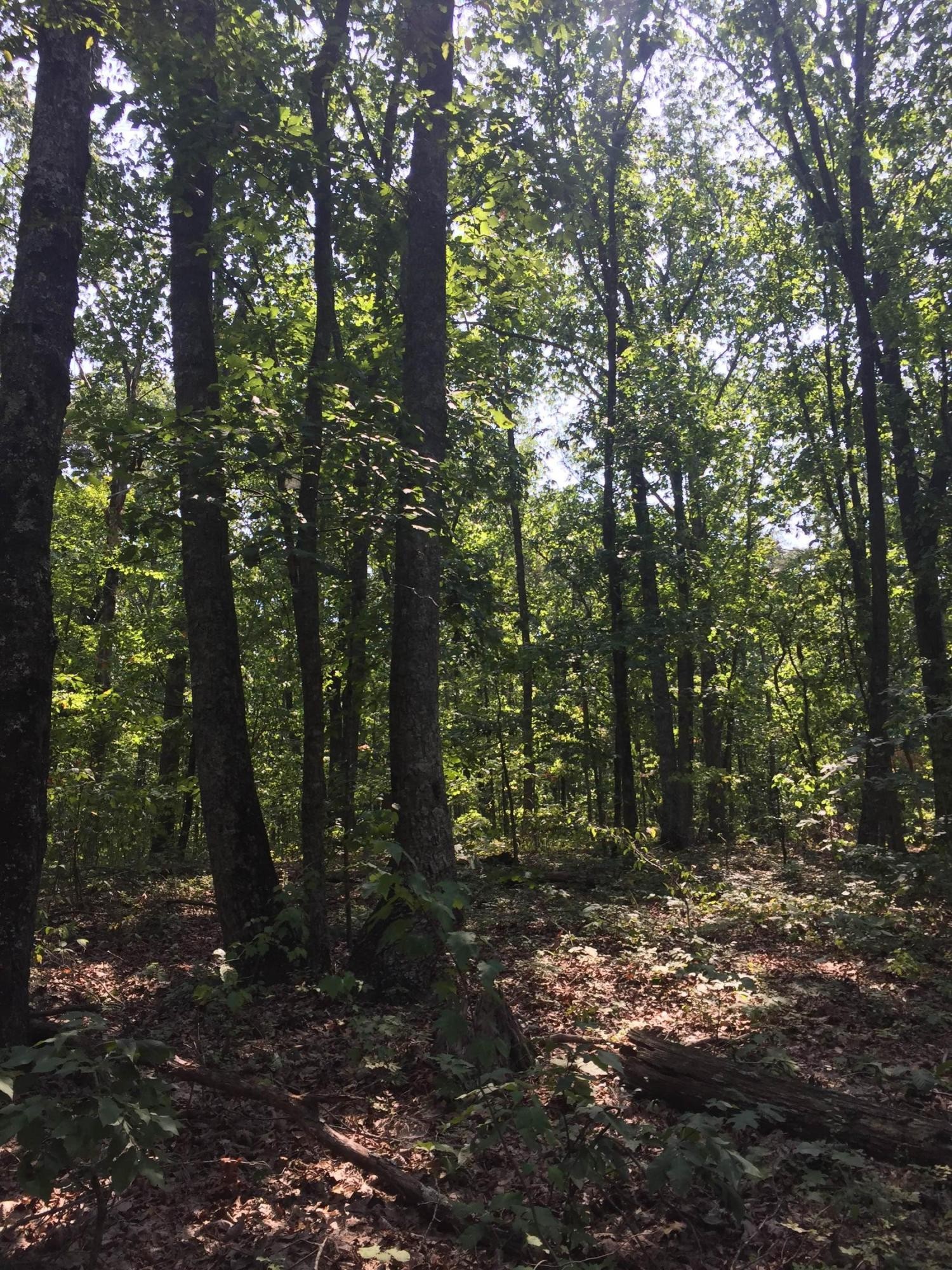 0 Tunnel Hill Road Cleveland, TN 37311 - Photo 12 of 14 Gallery Image 12